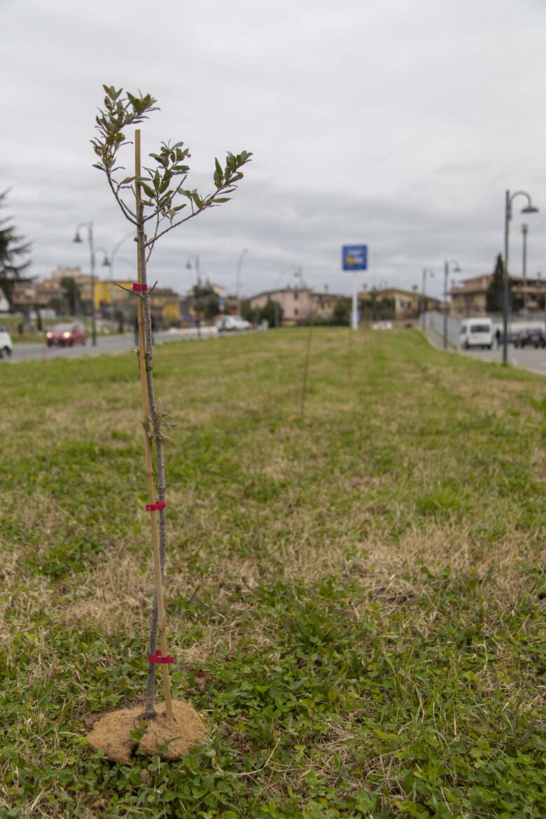 1.000 nuovi alberi nel Comune di Mentana grazie all’impegno di E.ON