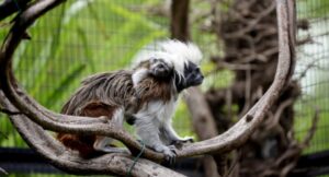 02-parcolecornelle_tamarinodallachiomadicotone