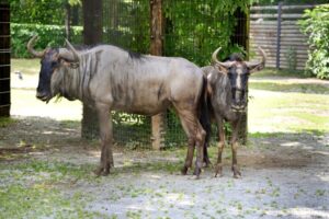 parcolecornelle_gnu