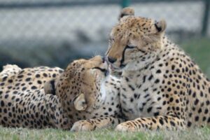 01-img_cornelle_riapertura