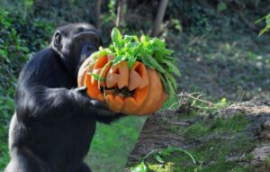 mdg_0942-scimpanzezucca