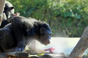 mdg_5580-scimpanze-e-il-freddo_rid