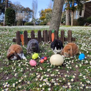 foto-pasqua-conigli-zoo