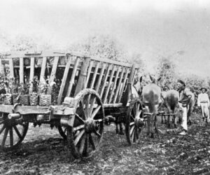 e5-fazenda-partenza-carro