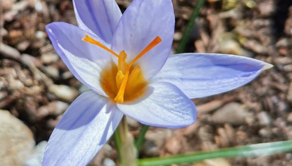 01-crocus-biflorus_orto-botanico-di-pavia_rete-orti-lombardia