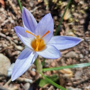 01-crocus-biflorus_orto-botanico-di-pavia_rete-orti-lombardia